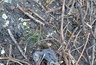 Пензенцы обнаружили мертвых птенцов: гнезда уничтожили во время обрезки деревьев